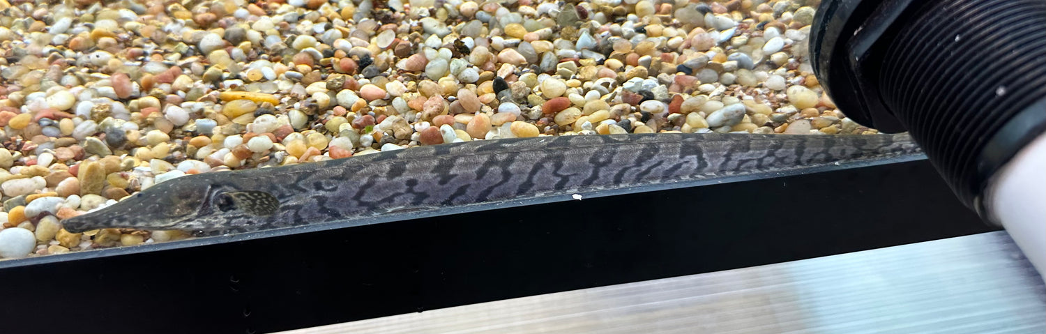 Trumpet Knife (9-10”)