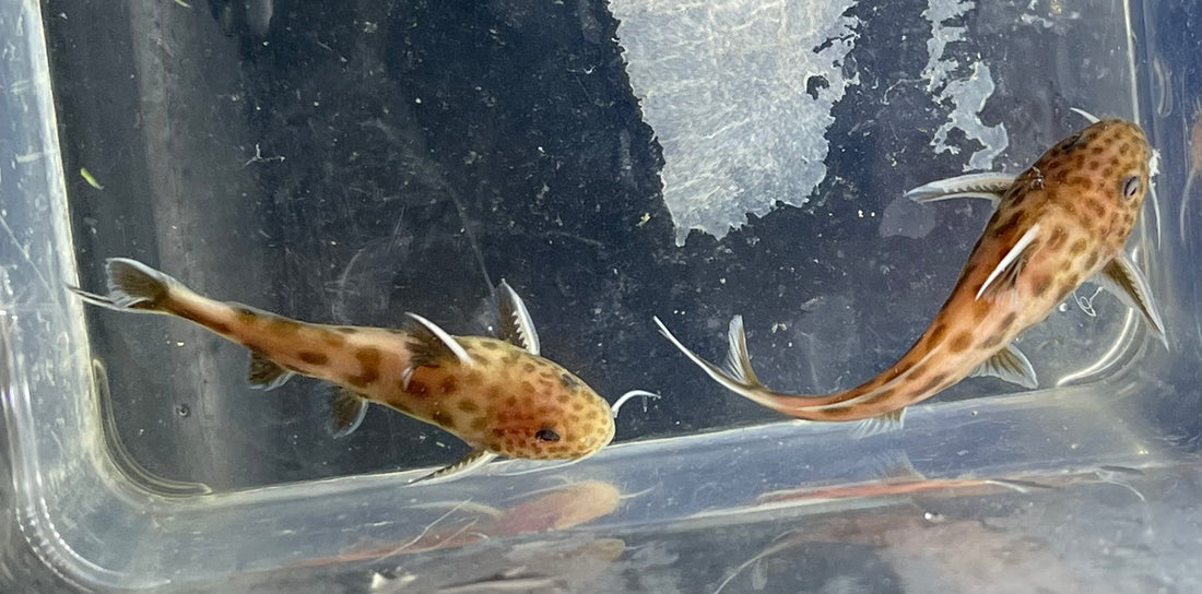 Pink Petricola Synodontis (1.25-1.5”)
