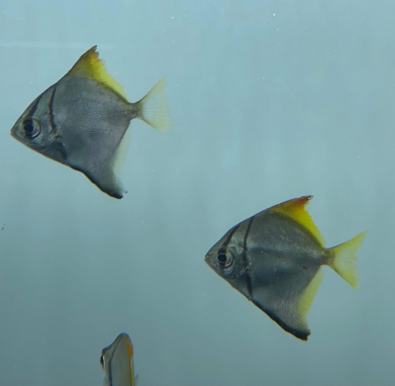 Mono argenteus (2-2,5”)