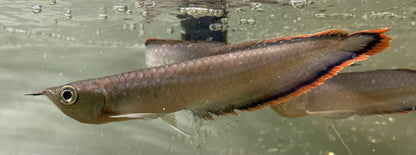 Black Arowana (7-8”)