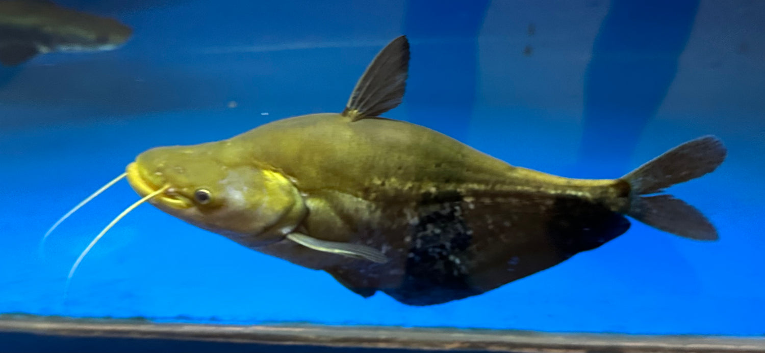 XL Super SB Wallago Leeri Catfish (10”)
