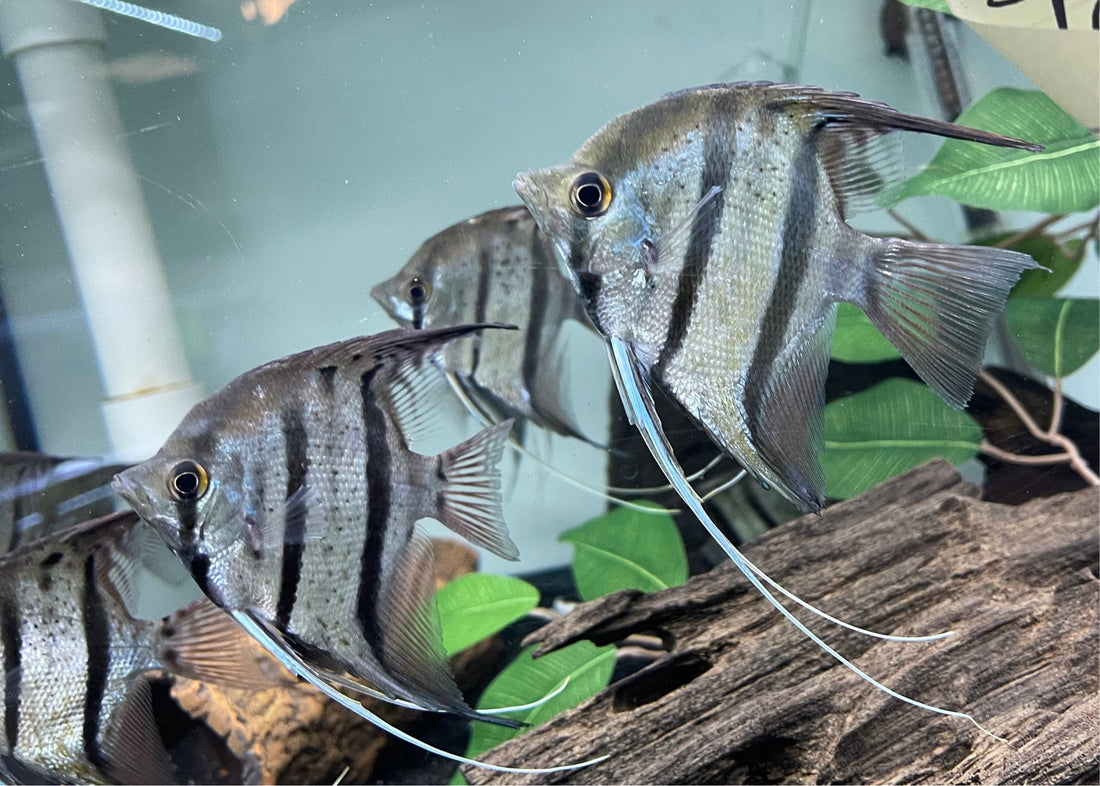 Peruvian Spotted Angelfish (4-4.5”)