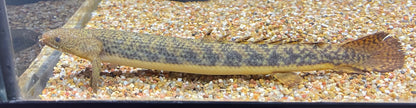 Teugelsi Polypterus (7”)