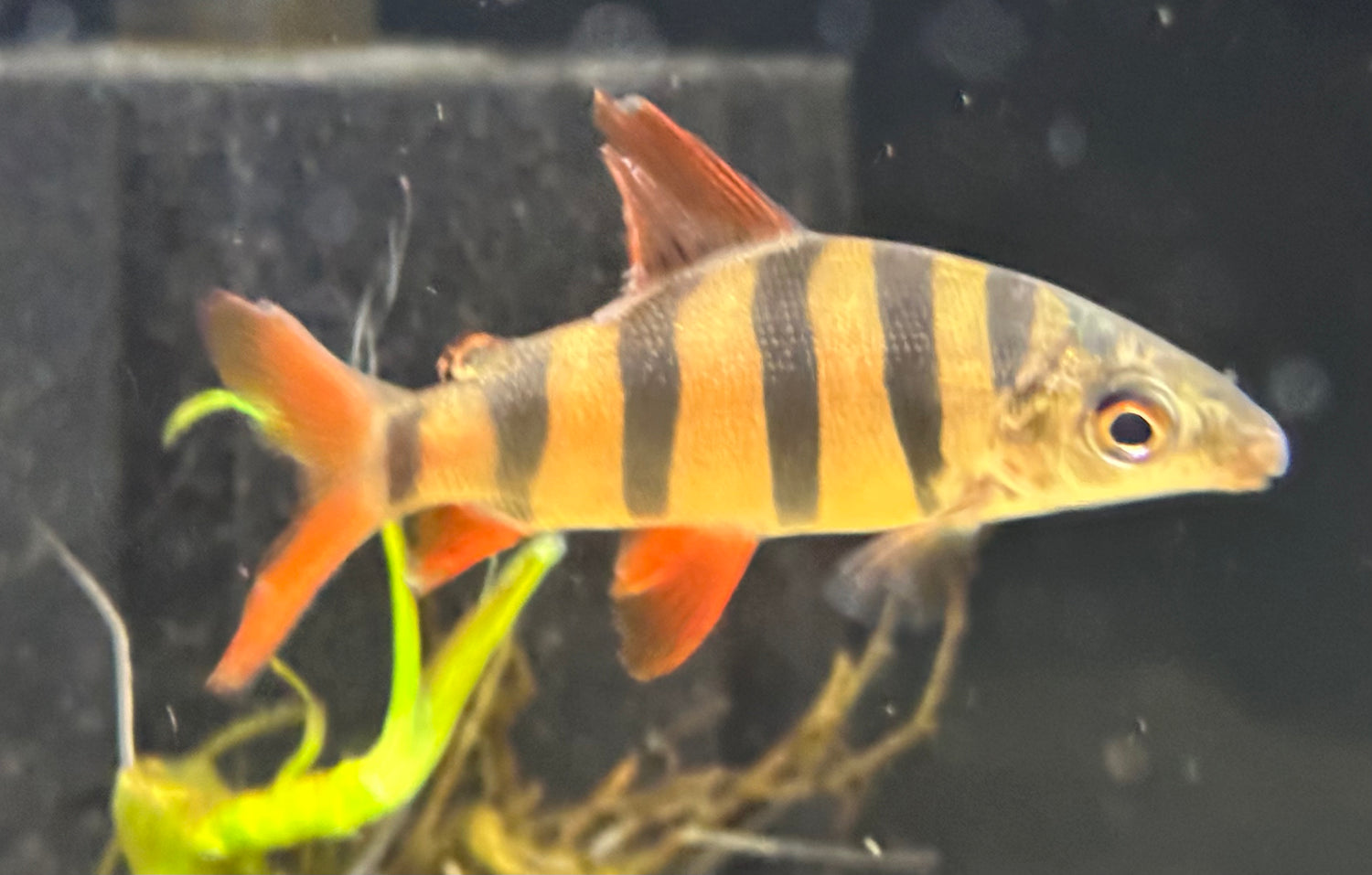 Distichodus sexfasciatus (2,5-3”)