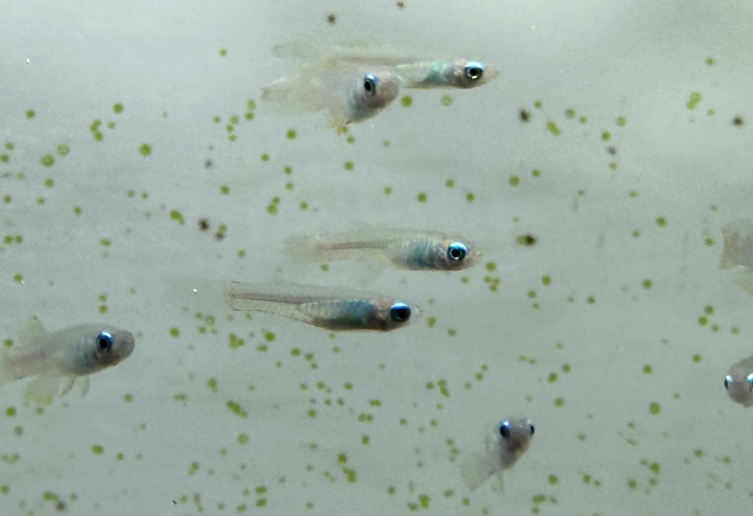 Normandos Lampeye Kili (.75-1”)