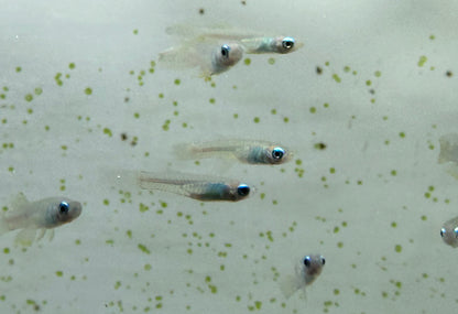 Normandos Lampeye Kili (.75-1”)