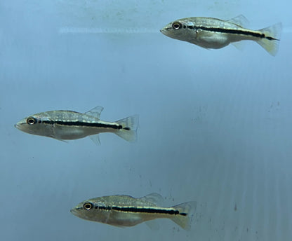 Baby Azul Peacock Bass (2”)