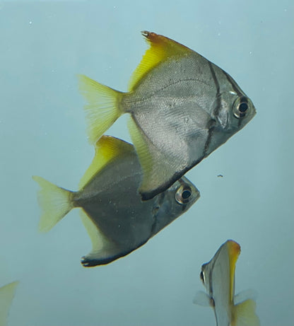 Mono argenteus (2-2,5”)