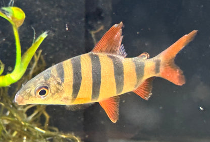 Distichodus sexfasciatus (2,5-3”)