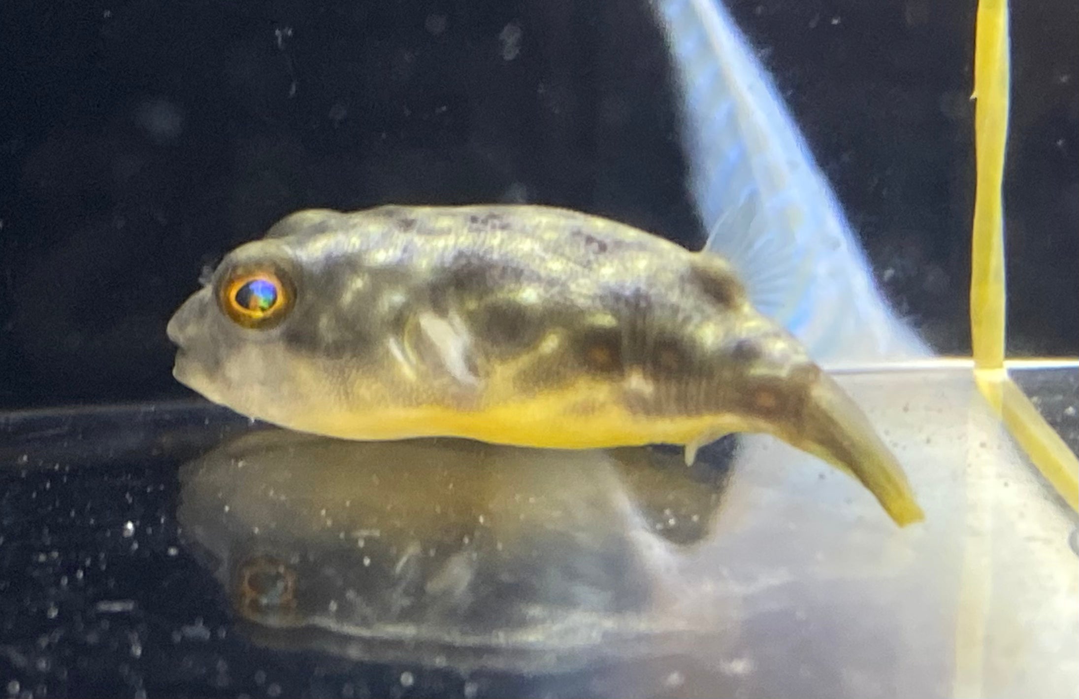 Fahaka Puffer (1.25”)