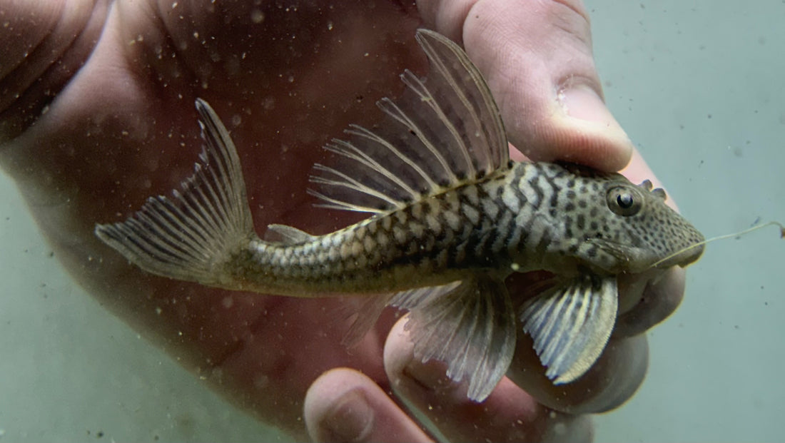 L141 Ghost Pleco (3.5”)