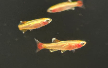 Gold White Cloud Minnow (1.25”)
