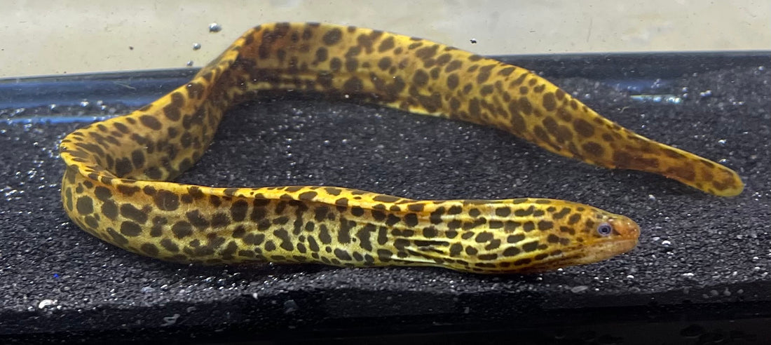 Tiger Moray Eel (12-14”) - Global Fish Co.