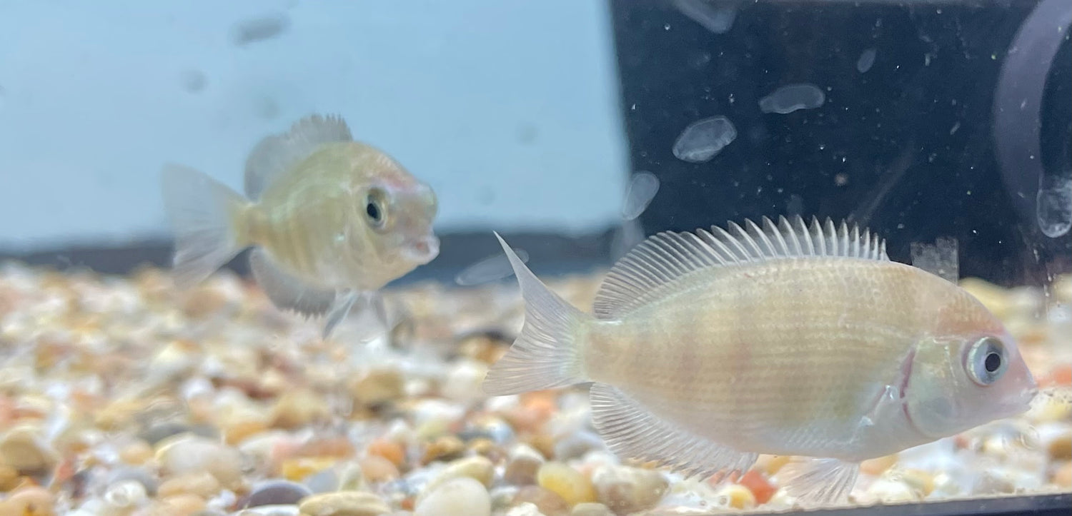 Pinstripe Damba (1.5”)