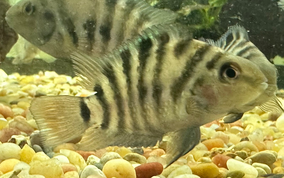 Convict Cichlids (1.5-2”)