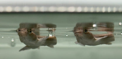 Anableps Four Eyed Fish (3.5”)