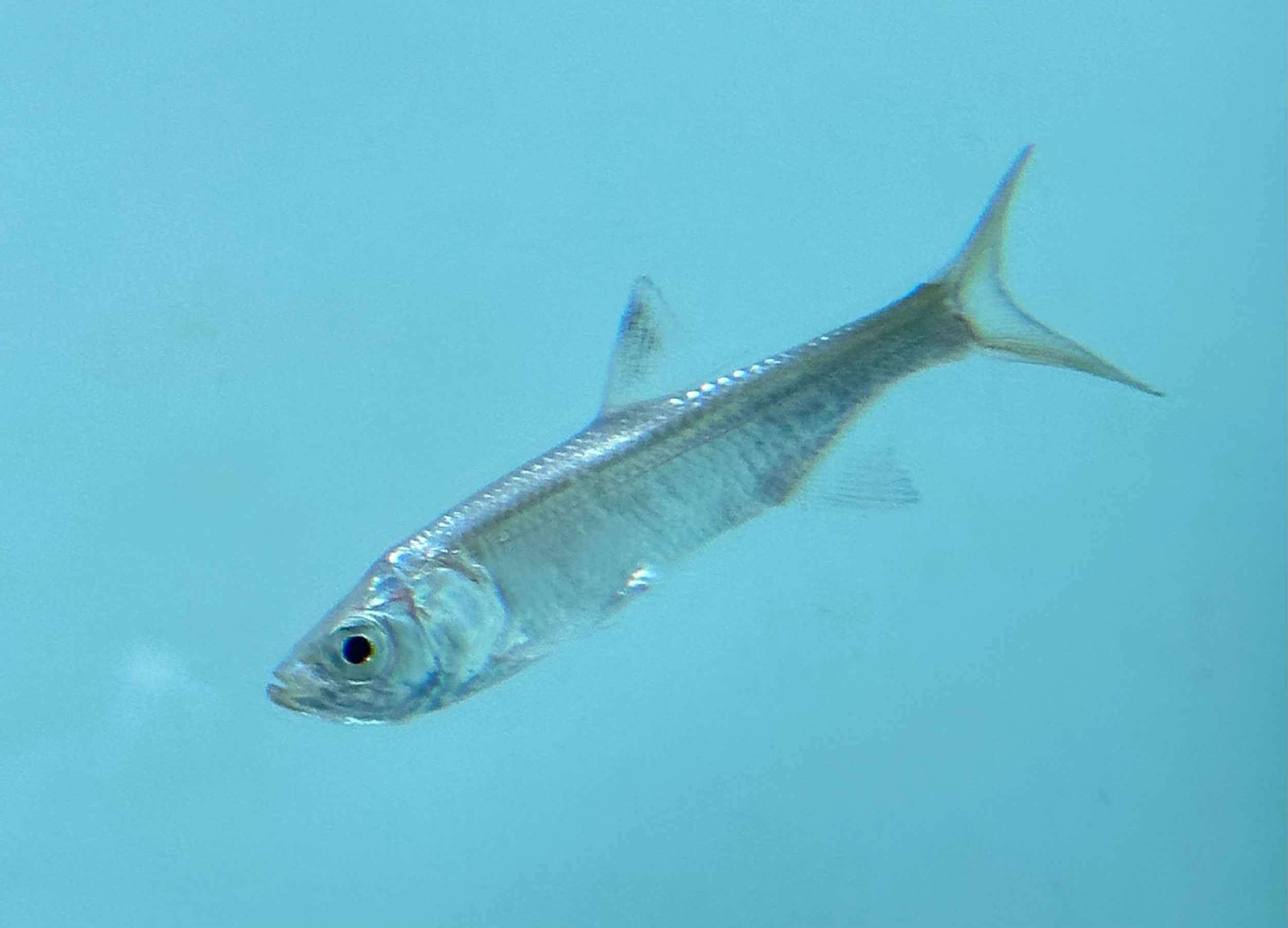 Atlantic Tarpon (3.5-4”)