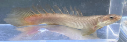 Golden Longfin Senegal Polypterus (5.5-6”)
