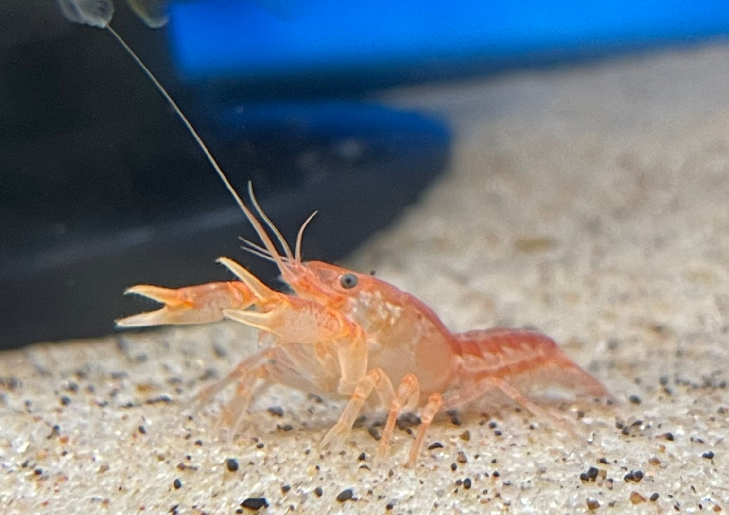 Mini Mexican Orange Crayfish (1”)