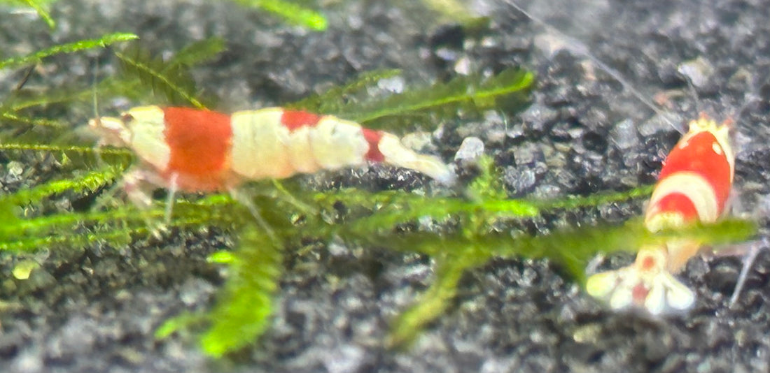 Crystal Red/Black Shrimp (.75-1”)