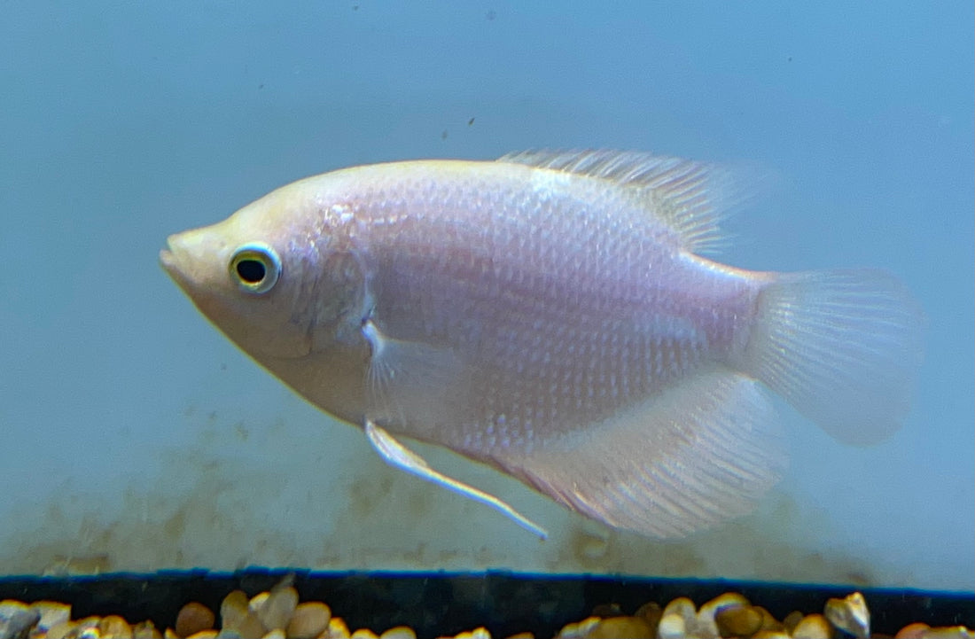 Gold Giant Gourami (2.5”)