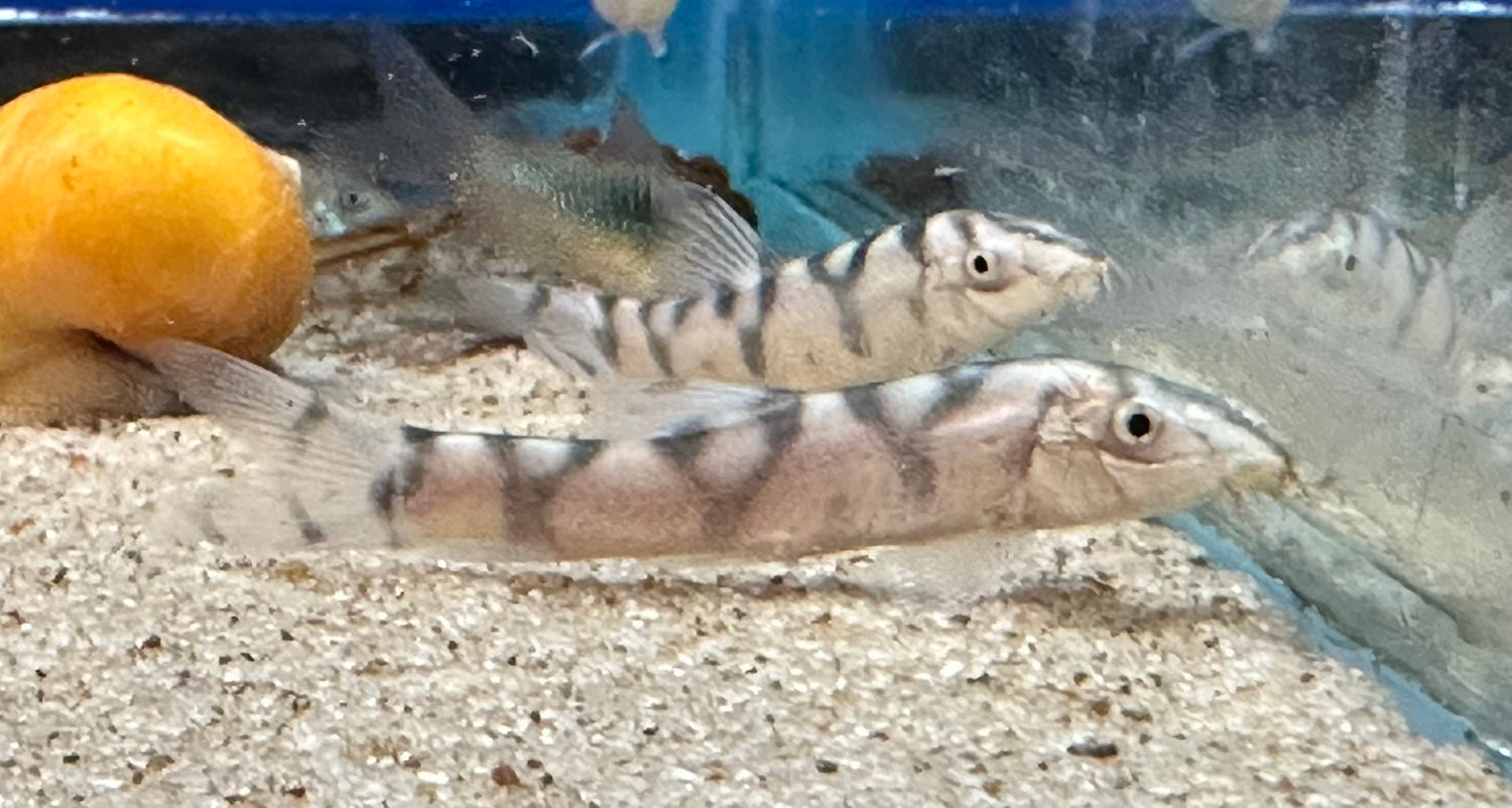 Yo Yo Loach (2”)