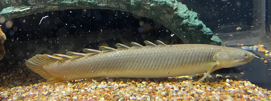 Senegal Polypterus (6-7”) - Global Fish Co.