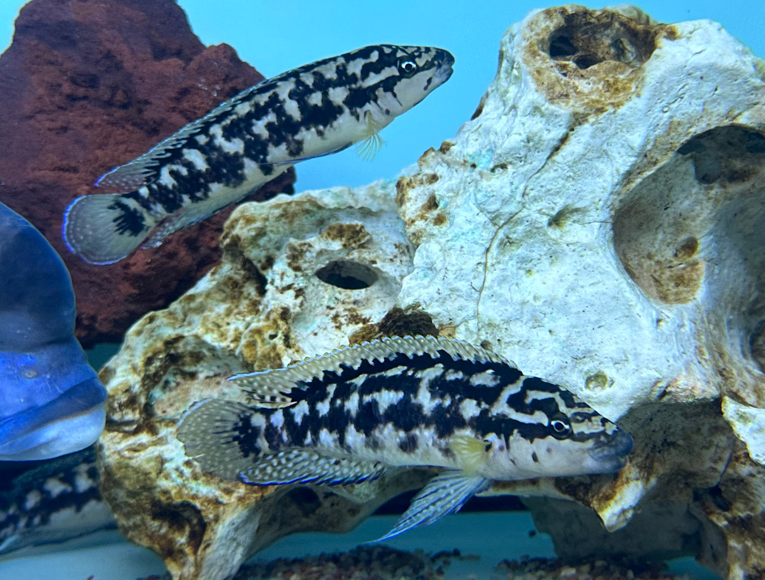 XL Julidochromis marlieri (4.5-5”)