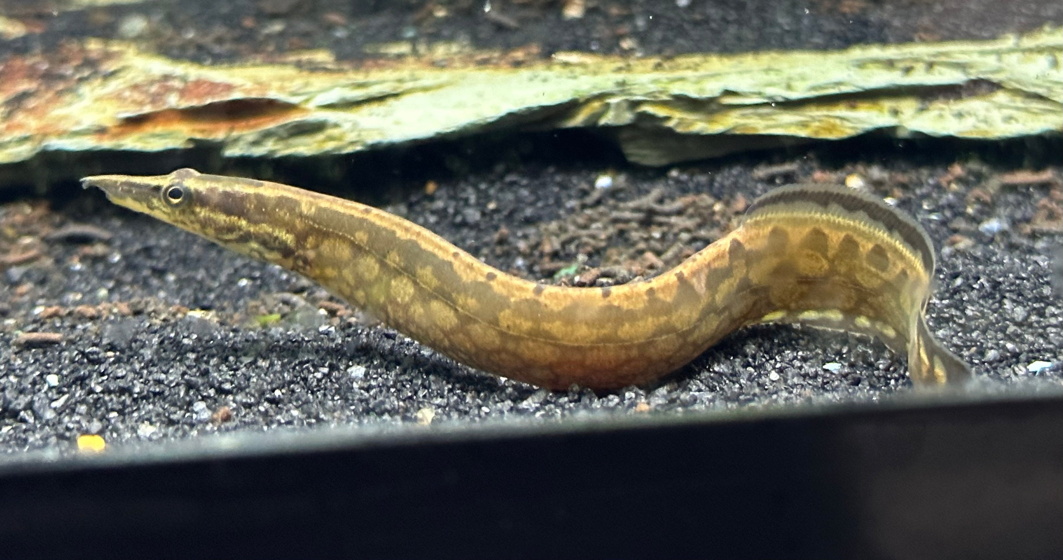 Anguila espinosa con huella de neumático (5”)