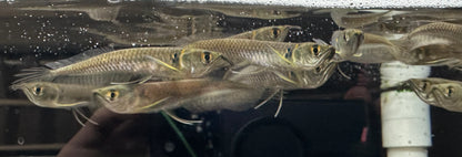 Arowana plateada bebé (3-3,5”)