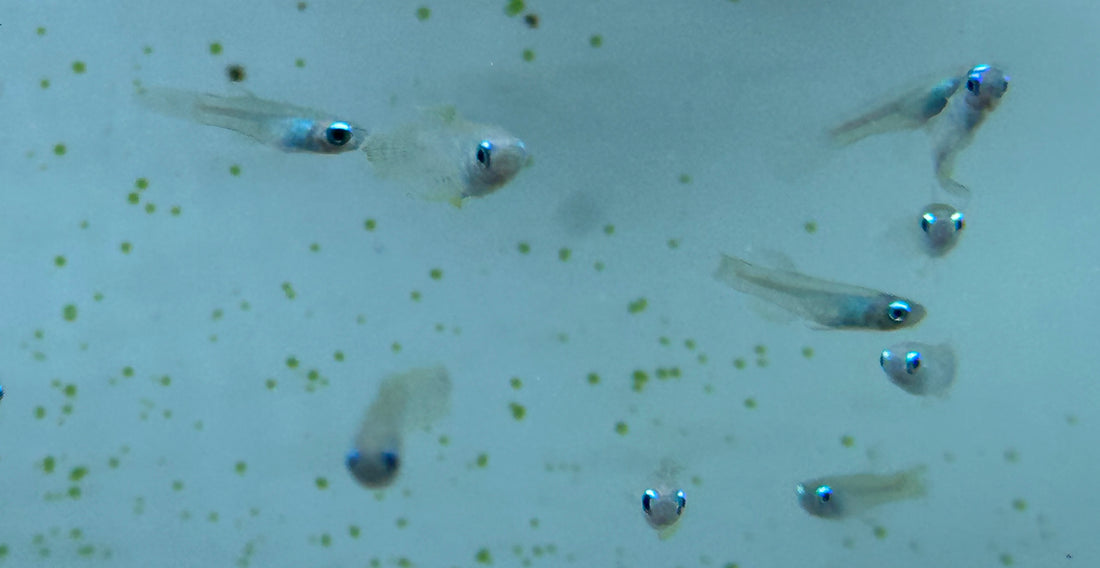 Normandos Lampeye Kili (.75-1”)