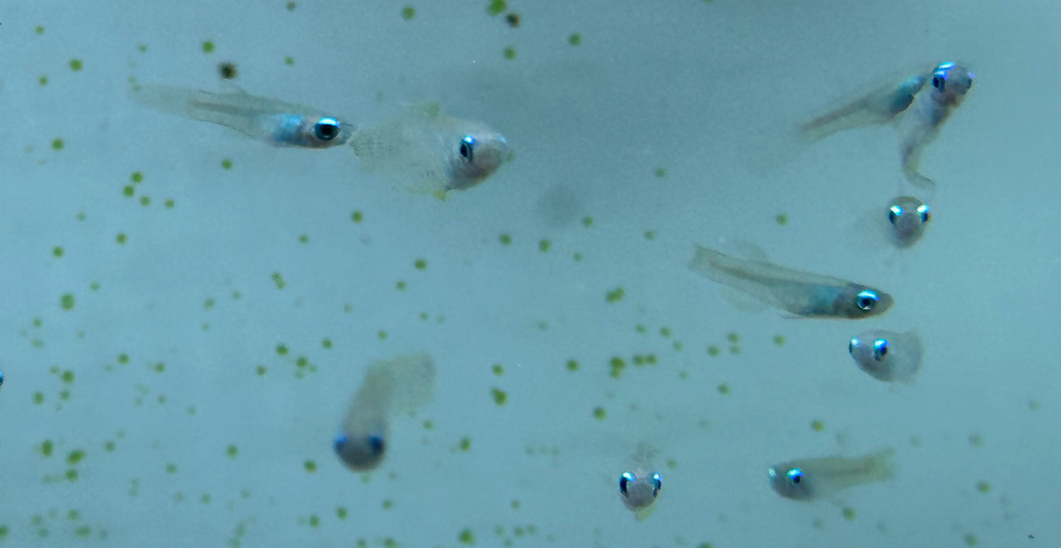 Normandos Lampeye Kili (.75-1”)