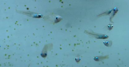 Normandos Lampeye Kili (.75-1”)