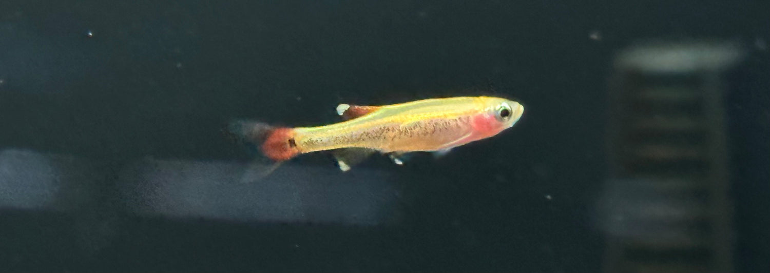 Gold White Cloud Minnow (1.25”)