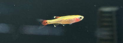 Gold White Cloud Minnow (1.25”)