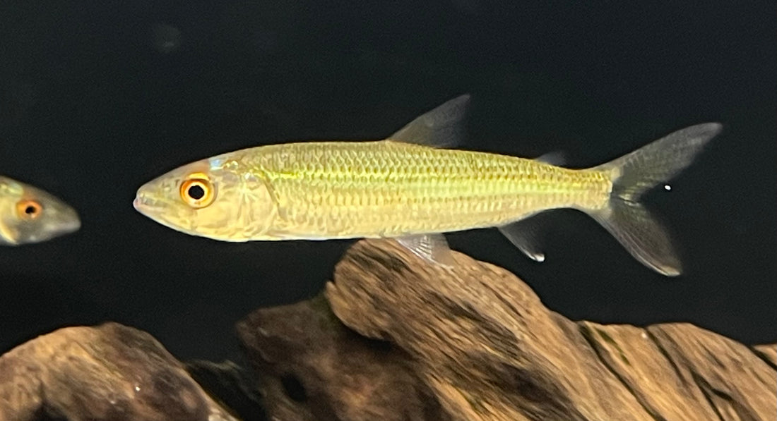 Vittatus Tigerfish (2.5-3”)