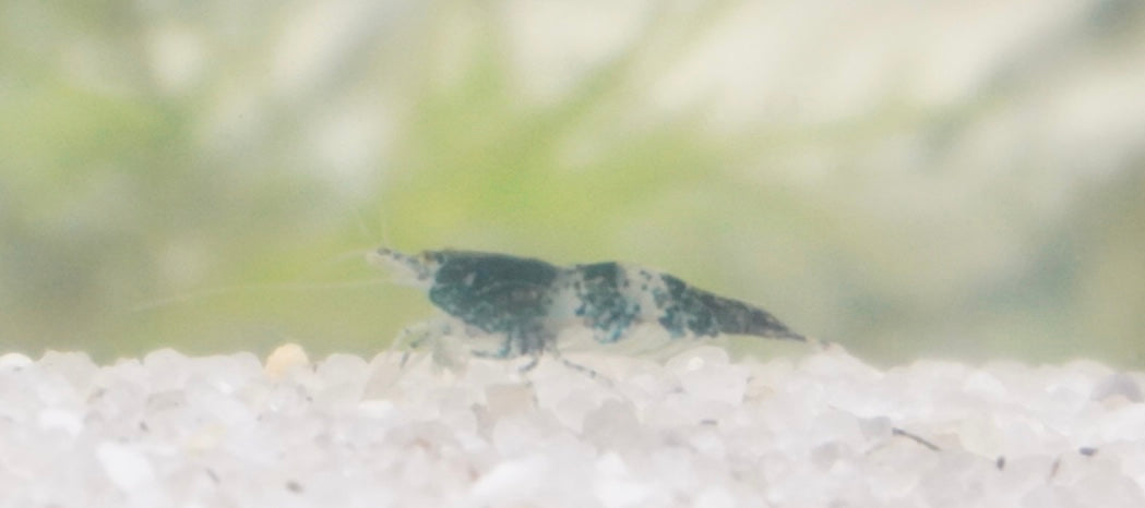 Green Rili Shrimp (.75-1”)