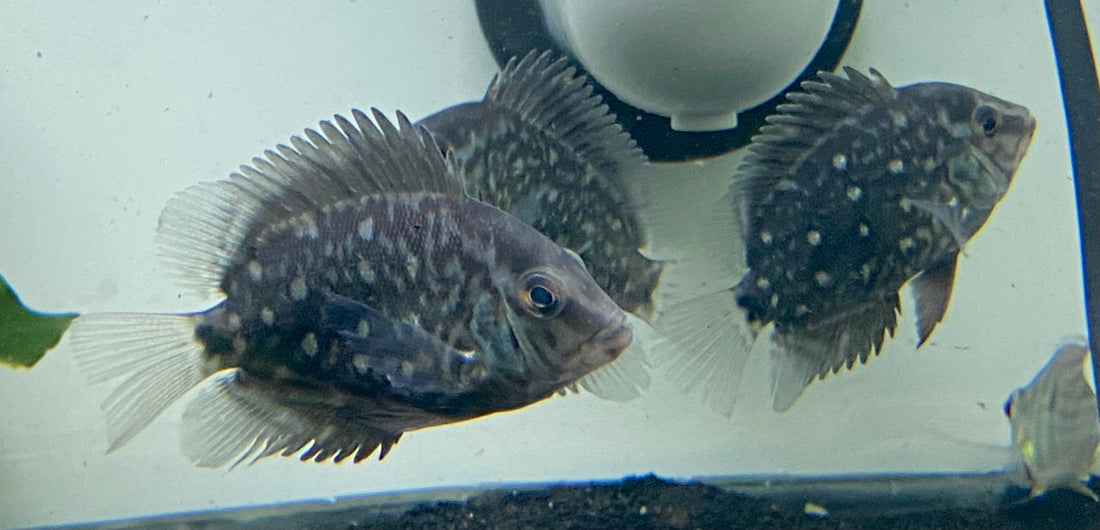 Uaru amphiacanthoides (2-2.25”)