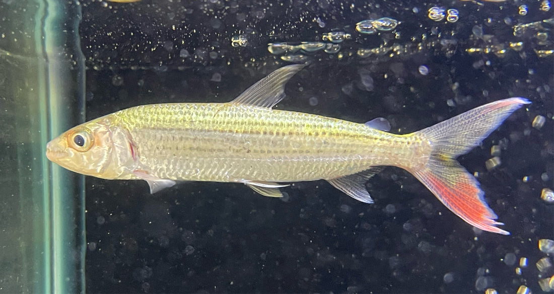 Pez tigre Vittatus (5,5-6”)