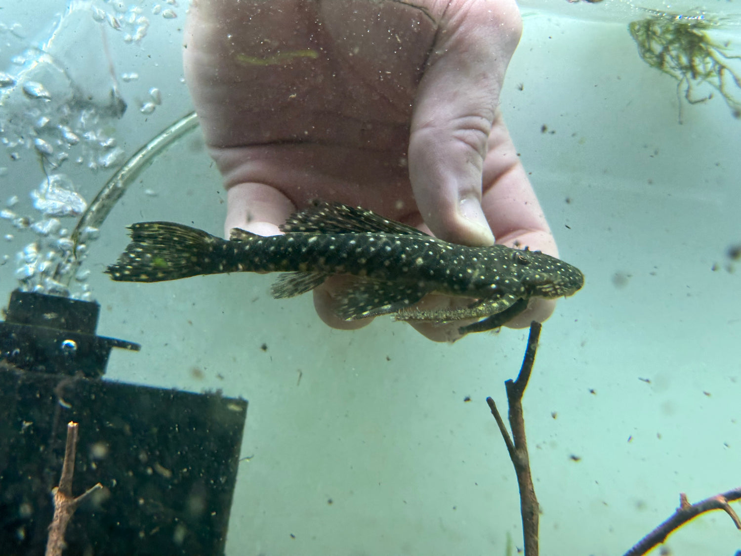 Pleco de cabeza plana L039 (4-4,5”)