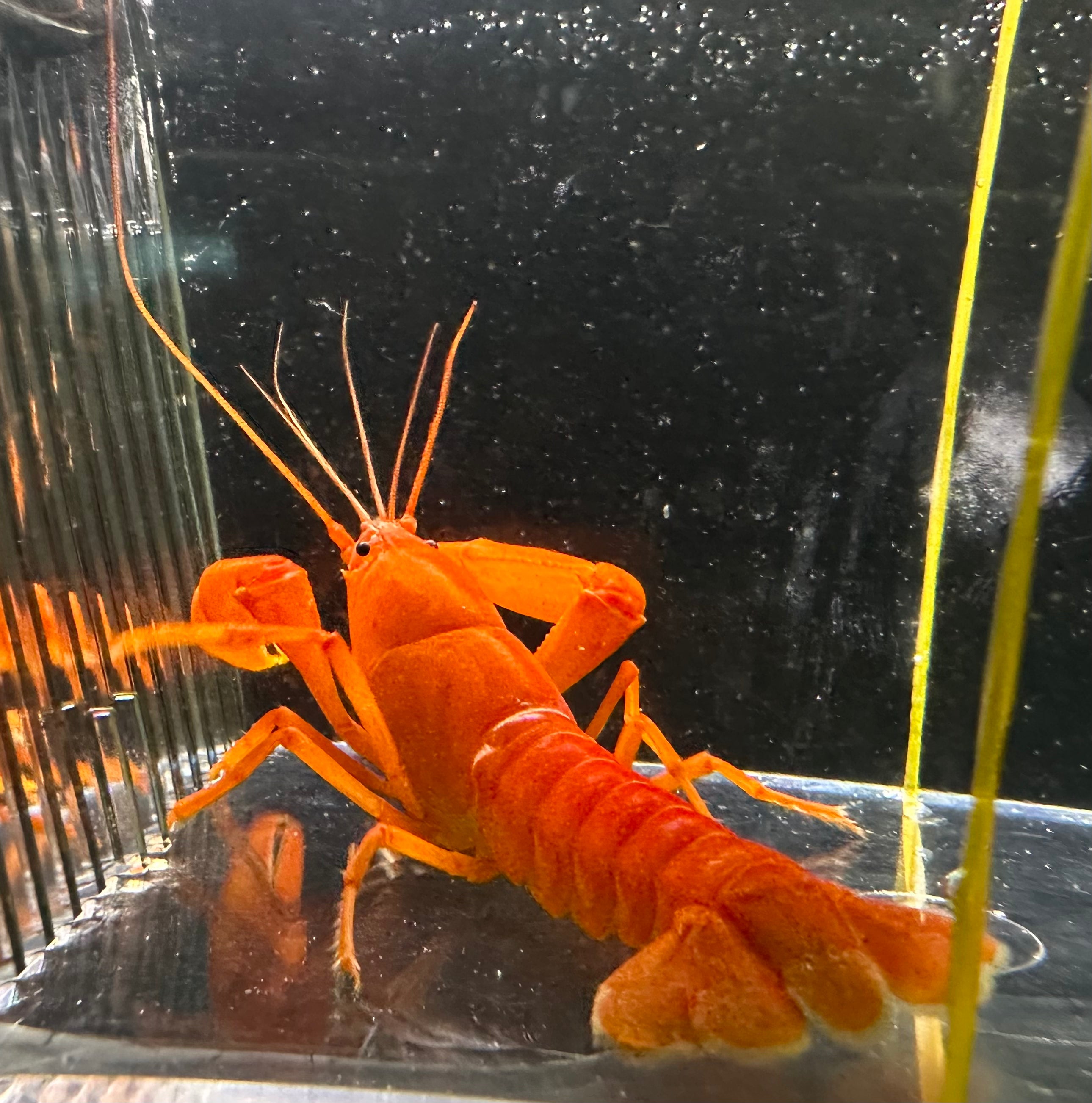 Extreme Red Papua Crayfish (3.5-4”)