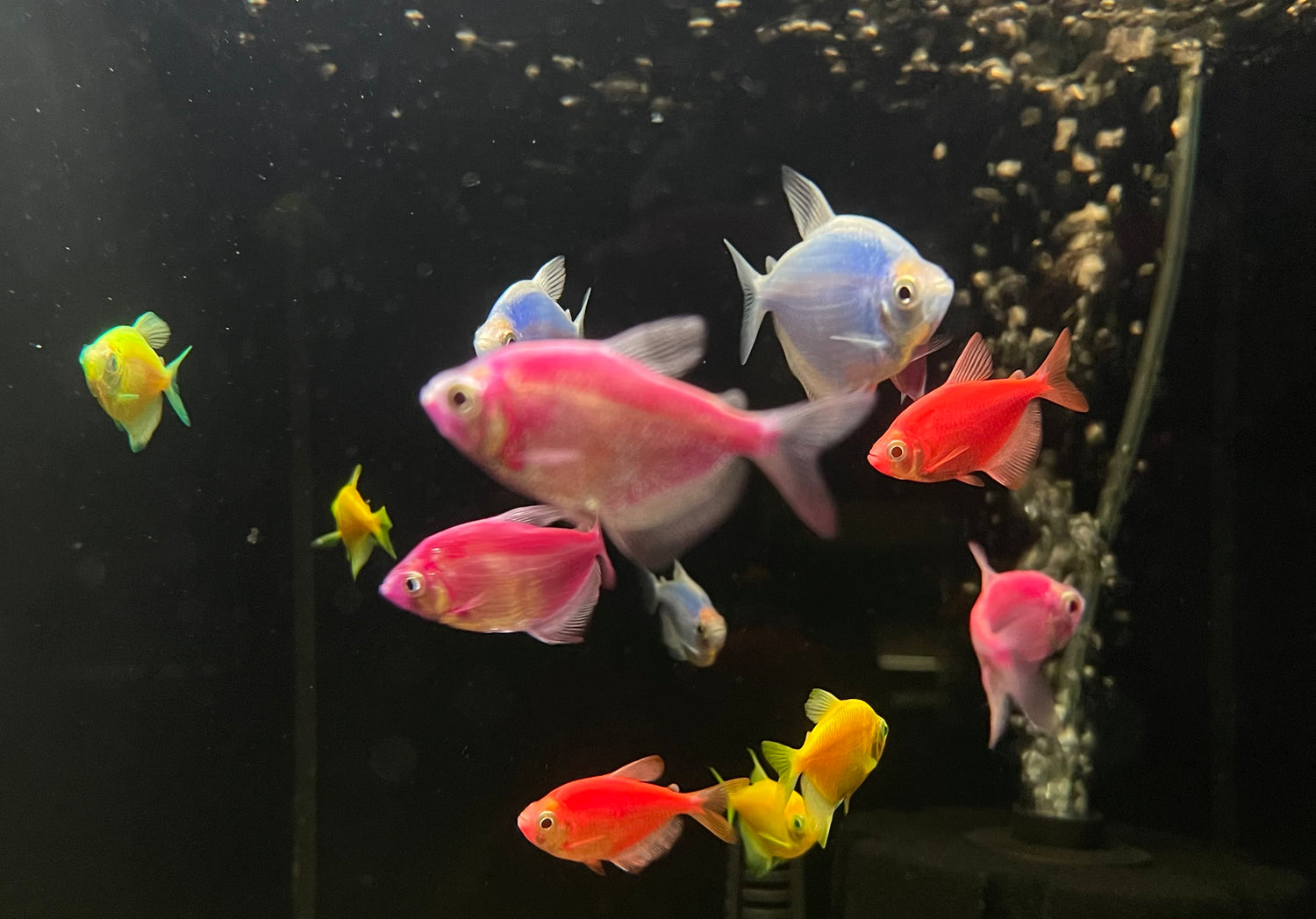Glofish Tetra (1.5”)