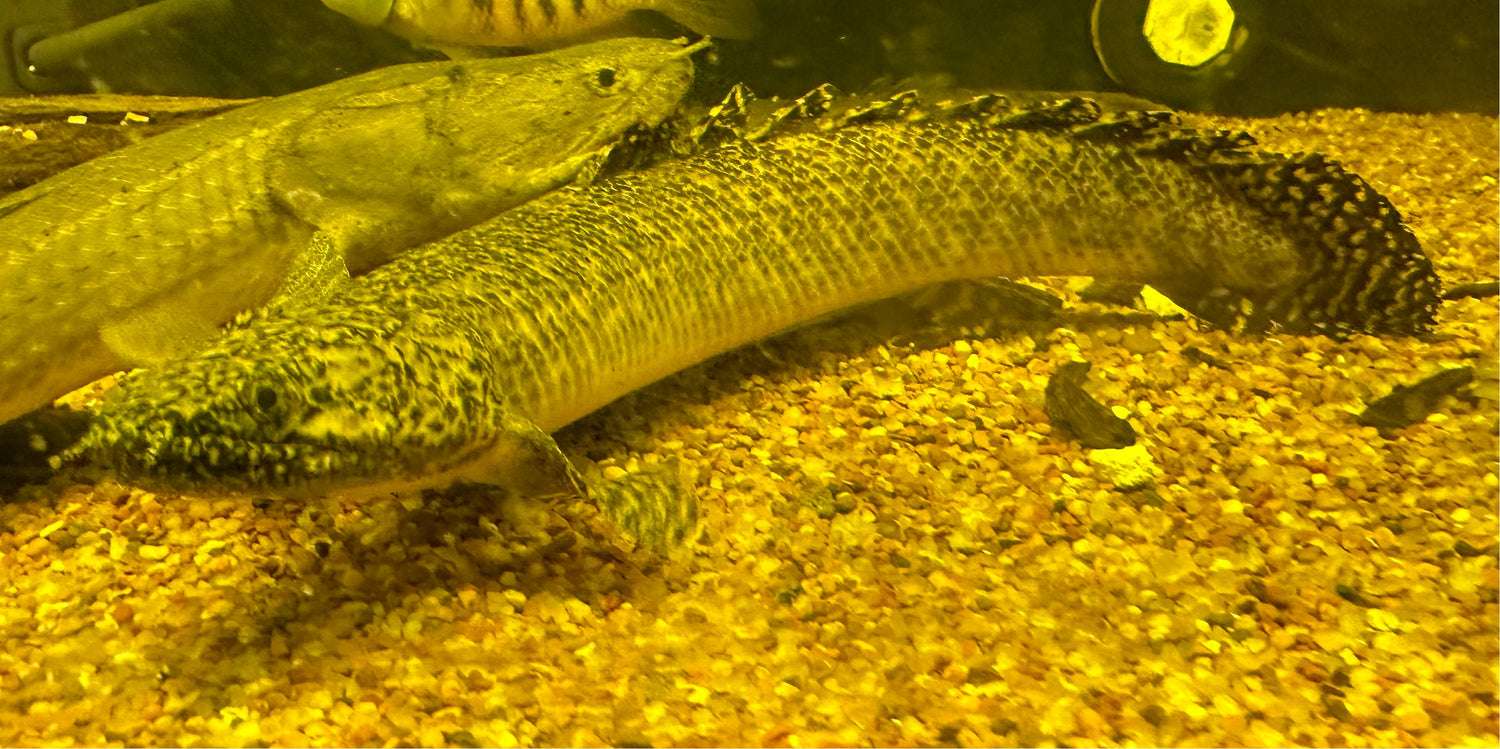Ornate Polypterus (12-13”)