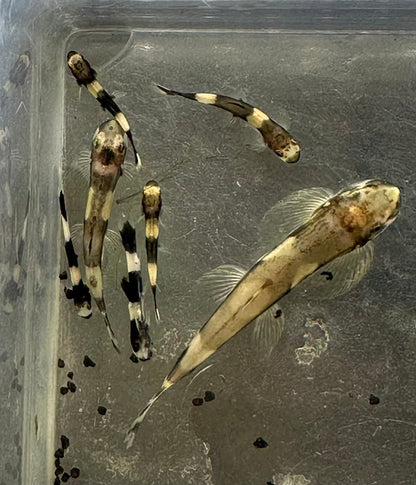 Panda Loach (.75-1”)