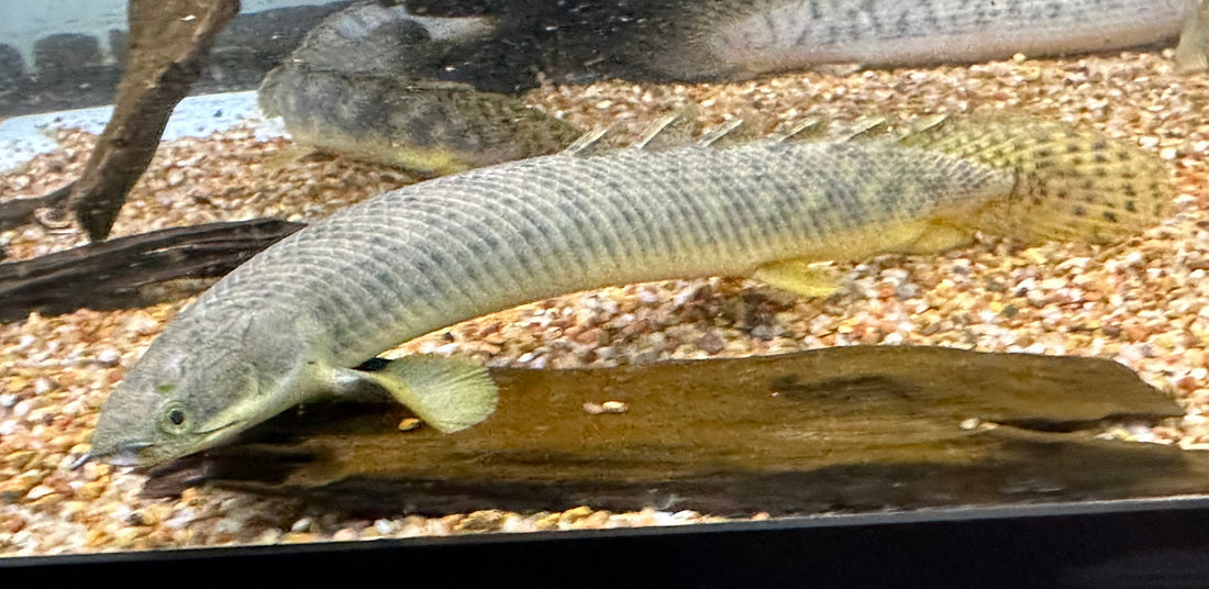 Polli Polypterus (7-8”)