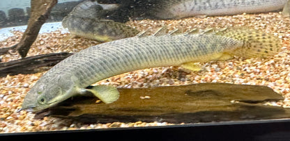 Polli Polypterus (7-8”)