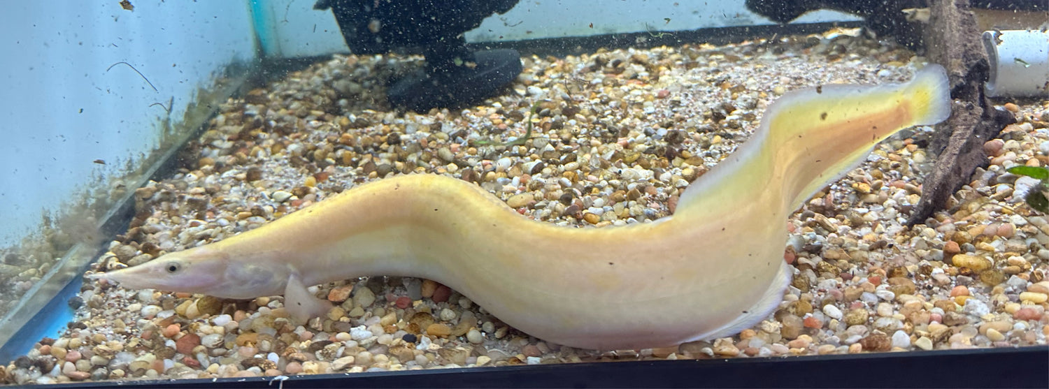 Xanthic Spiny Eel (14”)