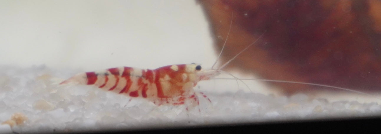 Red Fancy Tiger Shrimp (.75-1”)