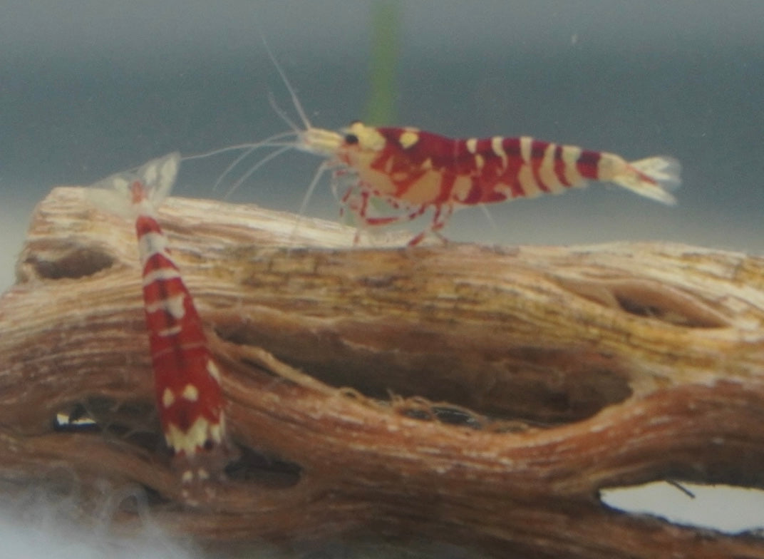 Red Fancy Tiger Shrimp (.75-1”)