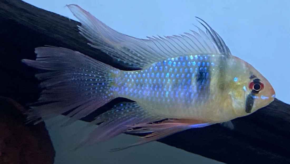 Longfin Blue Ram (2”)